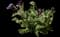 Pasque Flower — design image 2