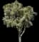 Paper-bark Tree — design image 1