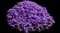 Cascade Purple Rockcress — design image 12
