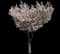 Mt. Fuji Flowering Cherry — design image 8