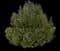Laurel Tree (Laurus) — design image 10