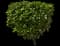 Autograph tree — design image 2