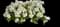 Cape Jewels Nemesia — design image 5