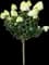 Limelight Panicle Hydrangea — design image 4