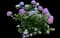 Bigleaf hydrangea — design image 3
