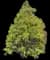 Chamaecyparis Paul's Gold® — design image 7