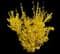 Lynwood Gold Forsythia Shrub — design image 1
