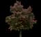 Red Buckeye — design image 1