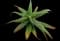 Soap Aloe — design image 7