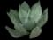Agave celsii — design image 4