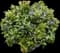 Blueberry Bush (Vaccinium) — design image 2
