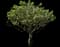 Yellow Oleander — design image 1