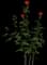 Hundred-Leaved Rose — design image 2