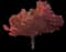 Japanese Maple Tree — design image 19