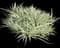 Variegated Dwarf Pandanus — design image 1