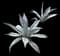 Blue American Agave Plant — design image 19