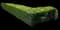 Boxwood - Formal Hedge — design image 2