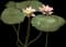 Sacred Lotus — design image 1