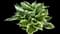 Patriot - Hosta — design image 4