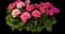 Pretty in Pink™ Improved Bidens ferulifolia — design image 1