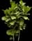 Fiddle-Leaf Fig Tree — design image 2