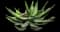 Red Hot Poker Aloe — design image 2