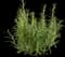 Tuscan Rosemary — design image 3