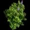 Common Lilac — design image 19
