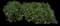 Spreading fleabane — design image 2