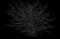 Cole's Compact Burning Bush — design image 9
