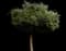 Olive Tree — design image 3