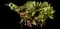 Peony (Paeonia) — design image 37