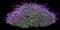 Mexican Bush Sage — design image 1