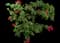 Pink Pixie Bougainvillea — design image 6