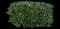 Cherry Laurel Shrub — design image 6