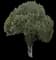 Oriental Arborvitae — design image 12