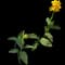 Cannova® 'Yellow' Canna Lily — design image 2