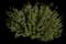 Culinary Thyme — design image 6