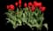 Tulip 'Worlds Favorite' — design image 1