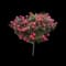 Knock Out Roses — design image 5
