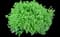 Shrubby cinquefoil — design image 3