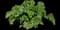Hollyhock — design image 9
