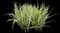 Variegated Spider Plant — design image 1