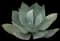 Agave celsii — design image 1