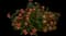 Passionfruit Lantana — design image 1