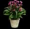 Le Reve Calla Lily — design image 2
