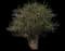 Crape Myrtle Trees — design image 2