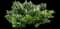 Cherry Laurel Shrub — design image 13