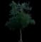 Red Maple Tree — design image 1