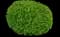 Common Lilac — design image 13